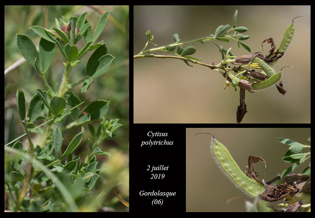 Cytisus-polytrichus