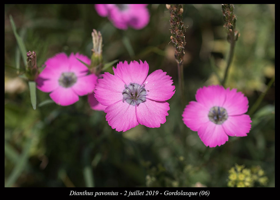 Dianthus-pavonius6