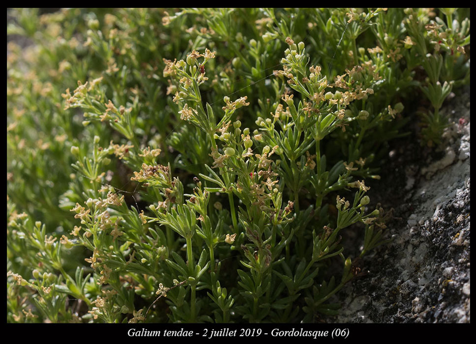 Galium-tendae3