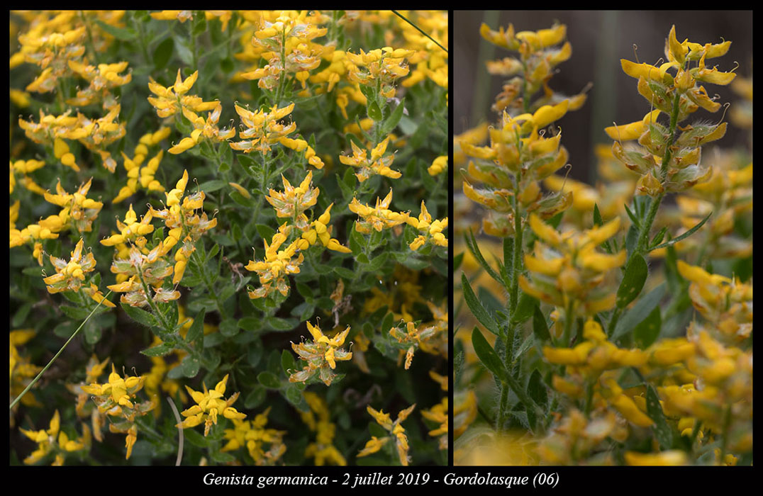 Genista-germanica2