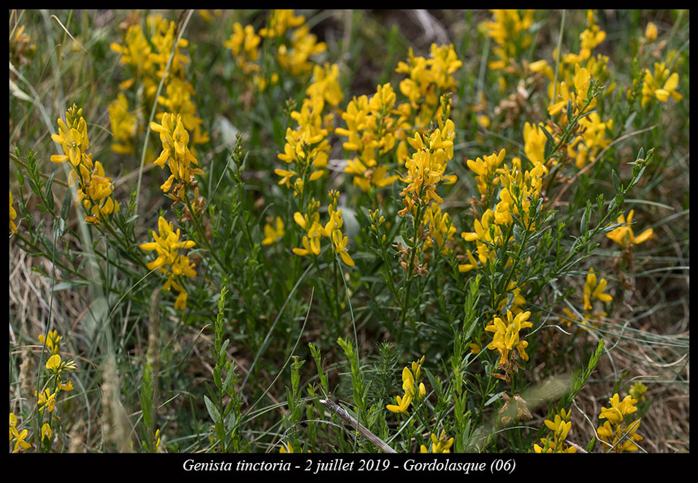 Genista-tinctoria4