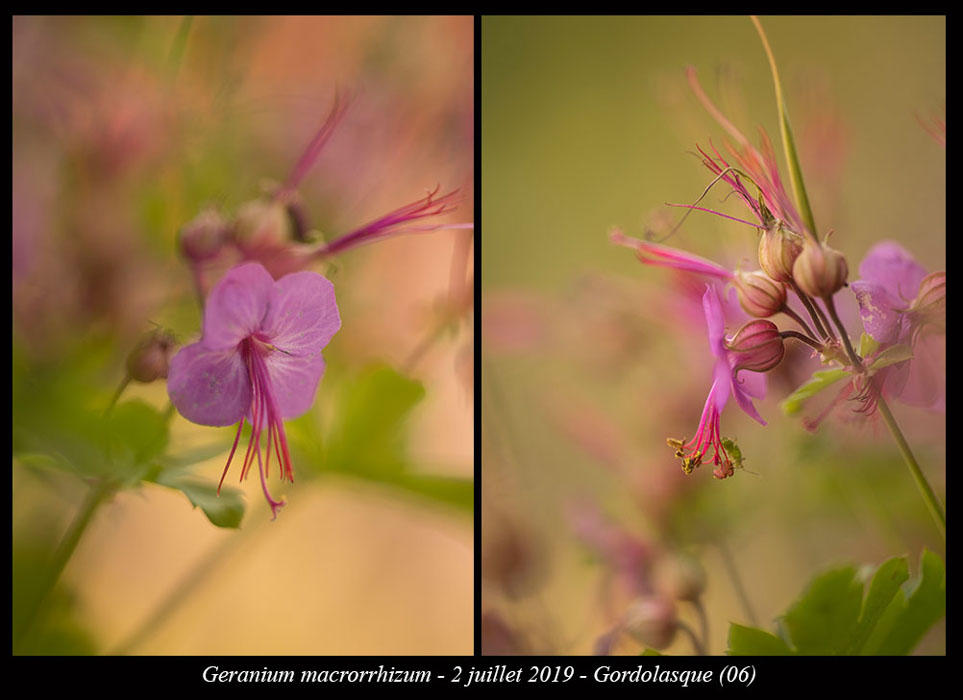 Geranium-macrorrhizum2