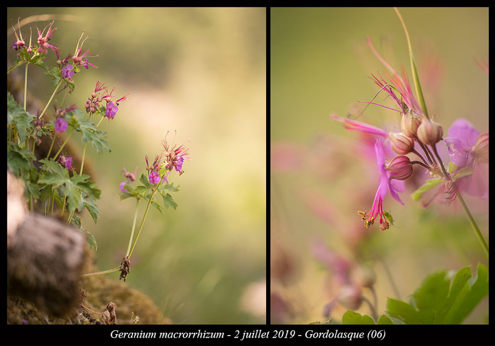 Geranium-macrorrhizum4