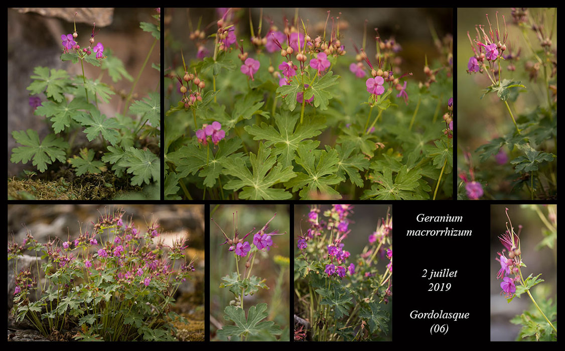 Geranium-macrorrhizum5