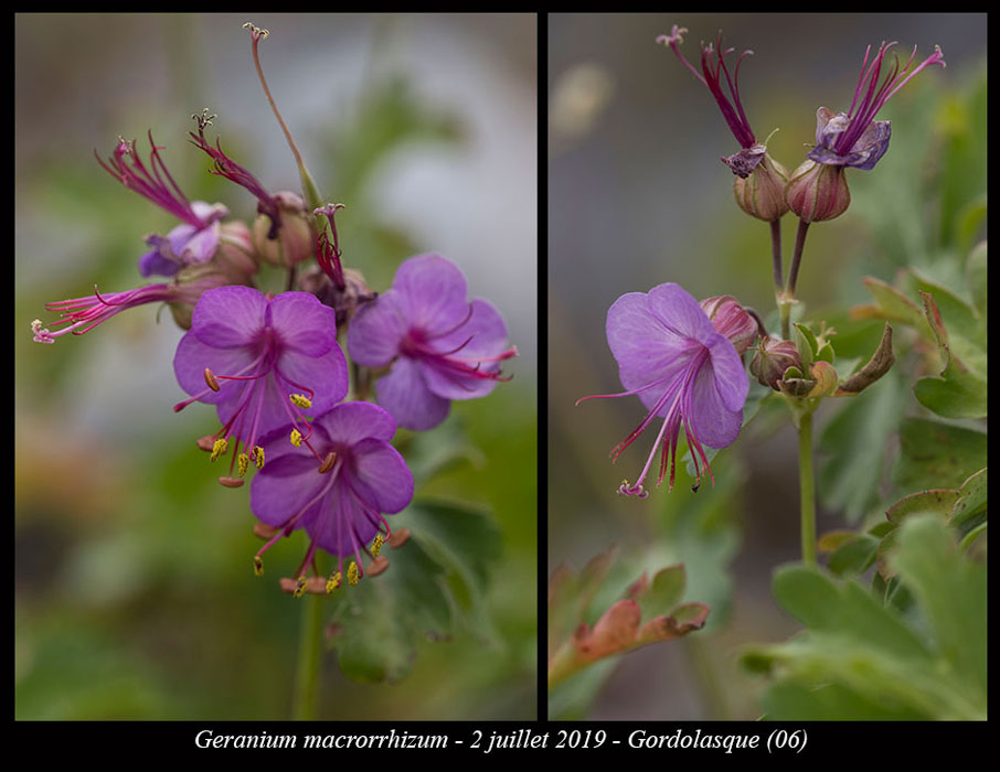 Geranium-macrorrhizum6