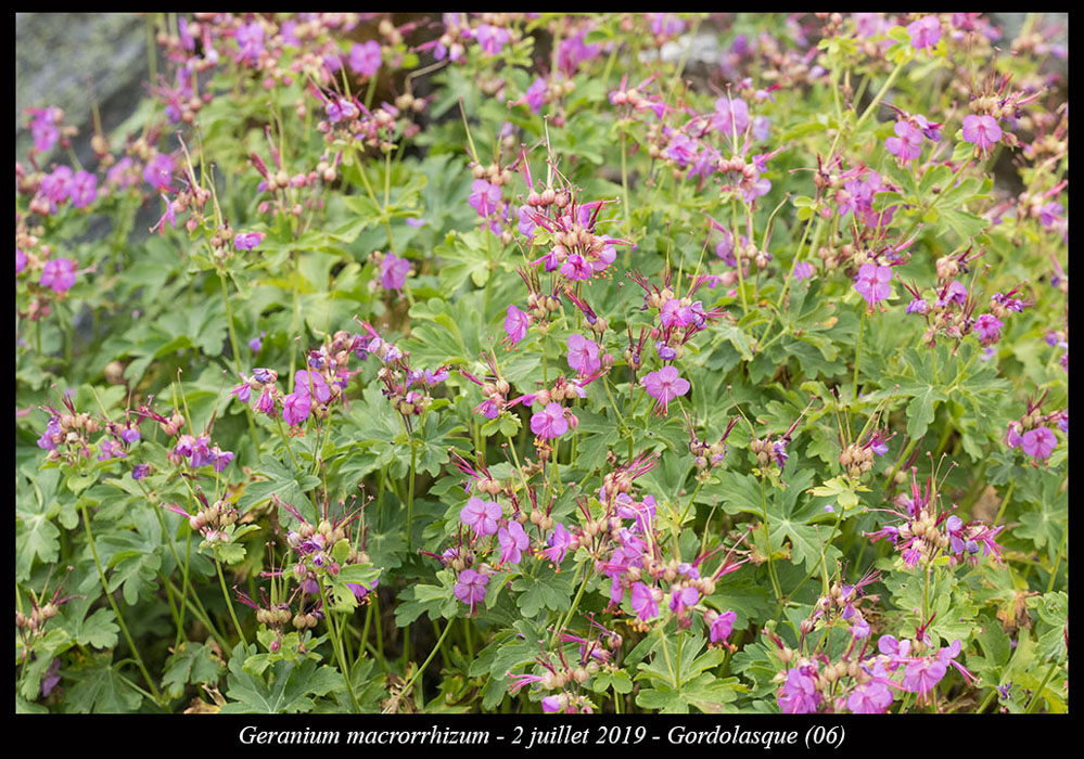 Geranium-macrorrhizum7