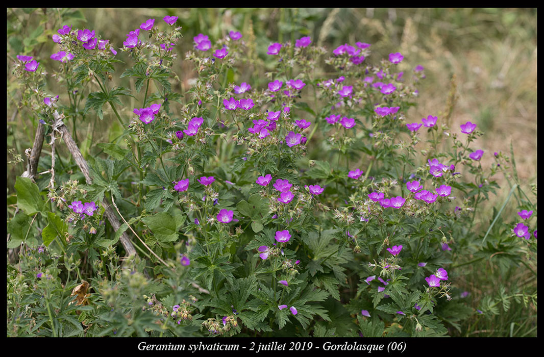Geranium-sylvaticum8