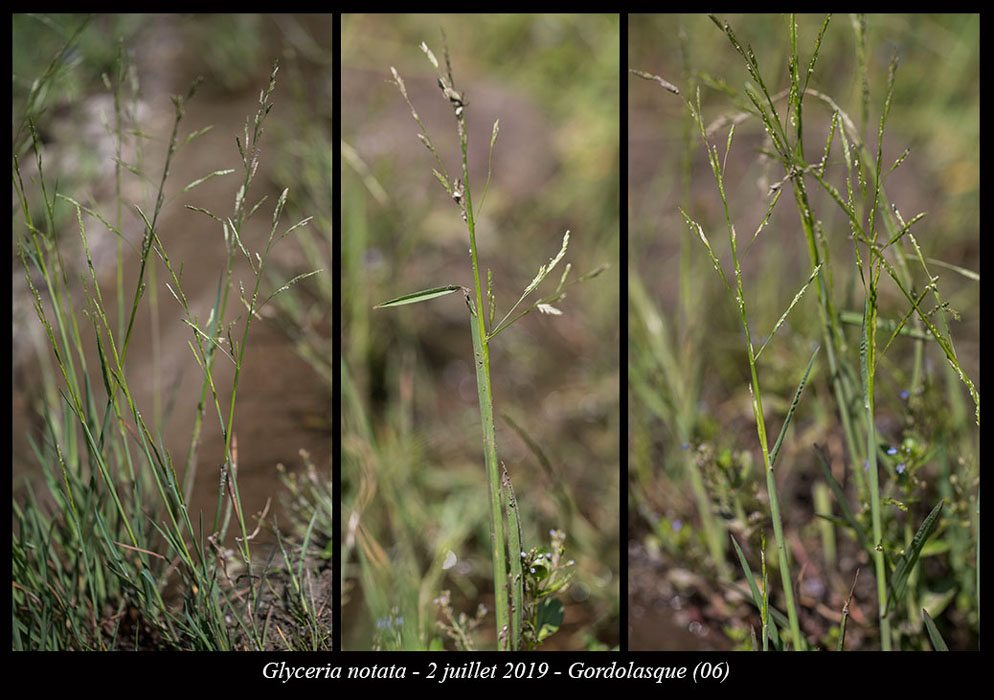 Glyceria-notata