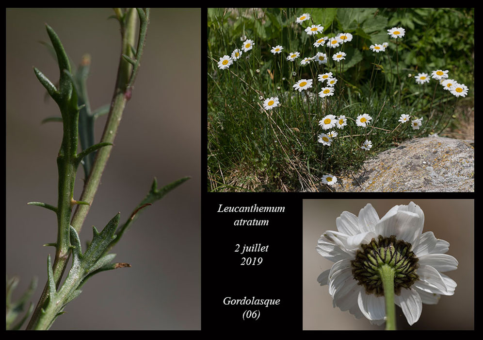 Leucanthemum-atratum
