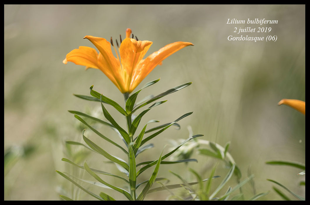 Lilium-bulbiferum6