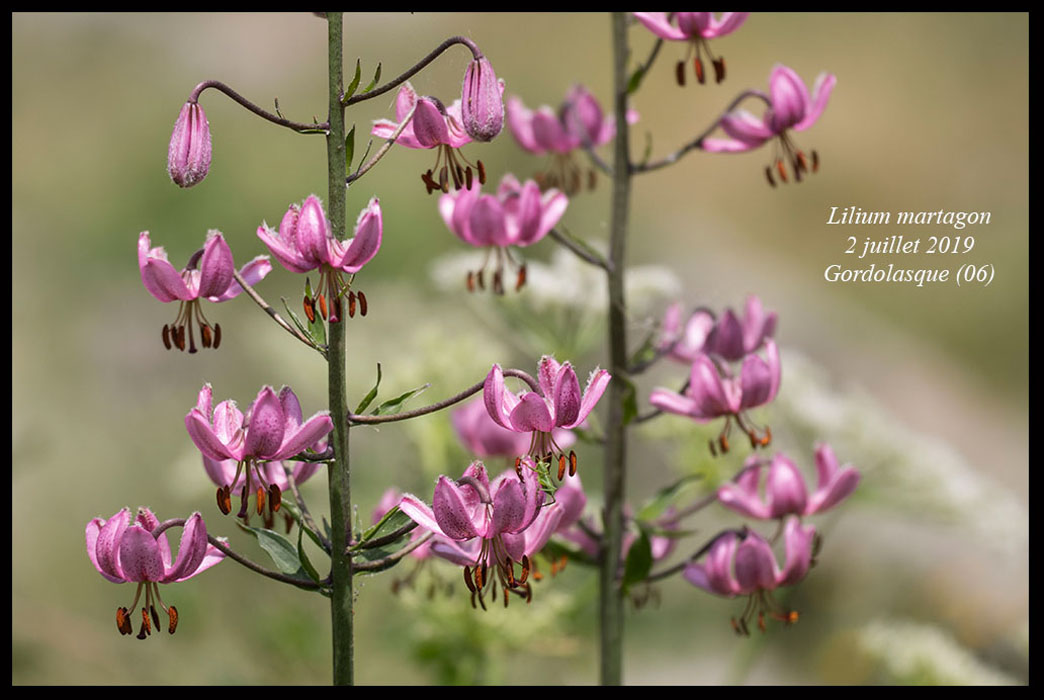 Lilium-martagon5