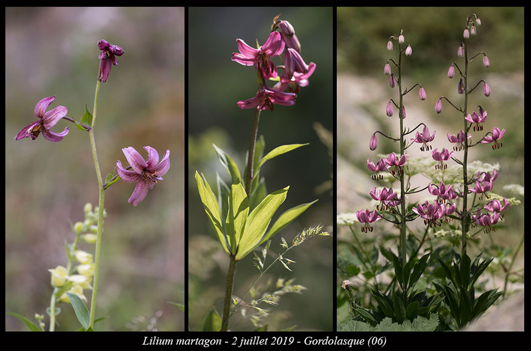 Lilium-martagon6