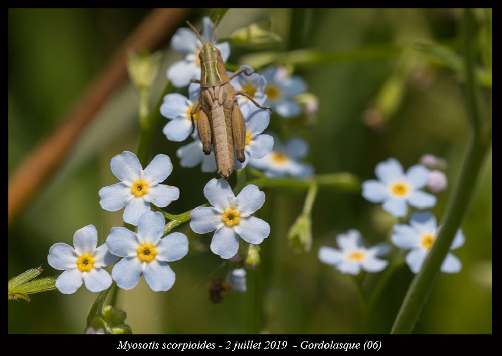 Myosotis-scorpioides4