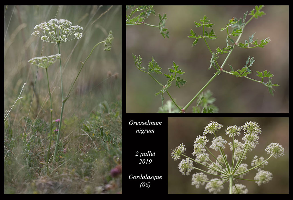 Oreoselinum-nigrum