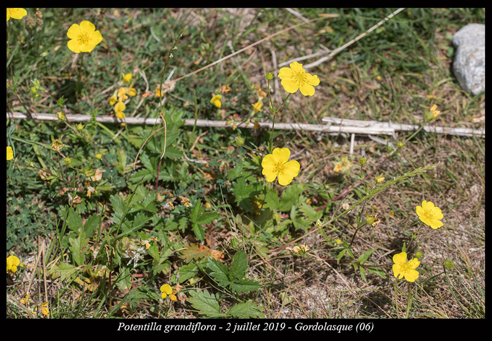 Potentilla-grandiflora2