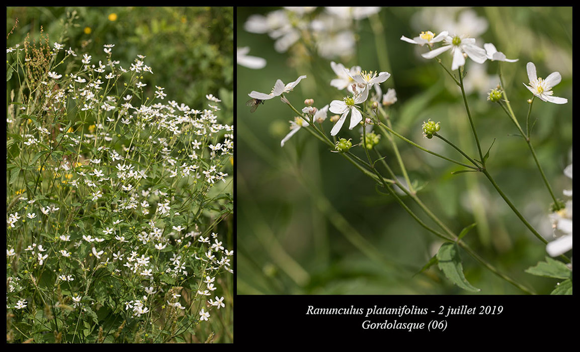 Ranunculus-platanifolius5