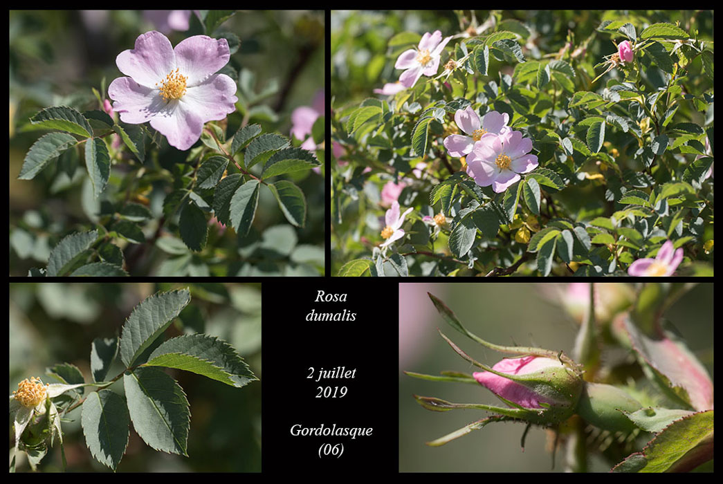 Rosa-dumalis