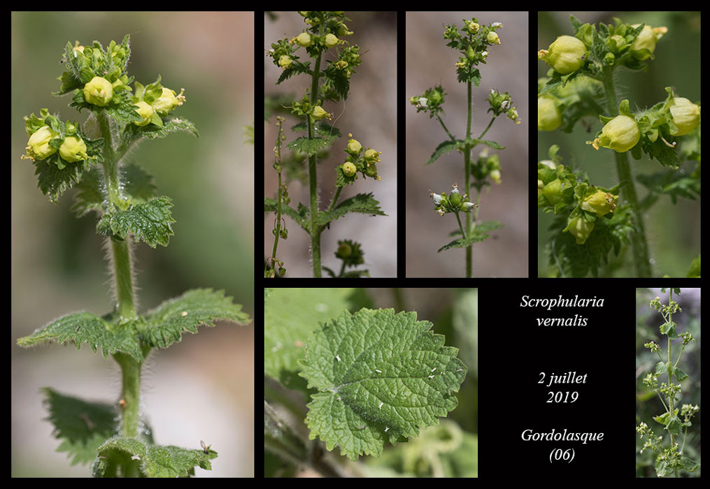 Scrophularia-vernalis2