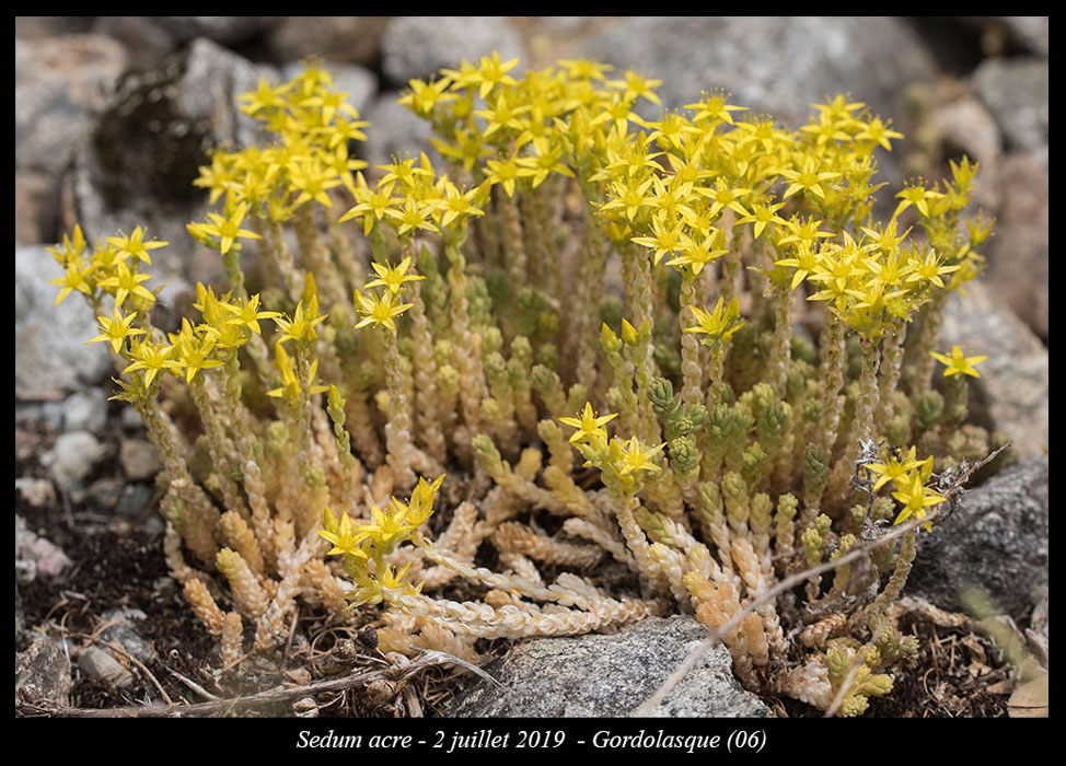 Sedum-acre4