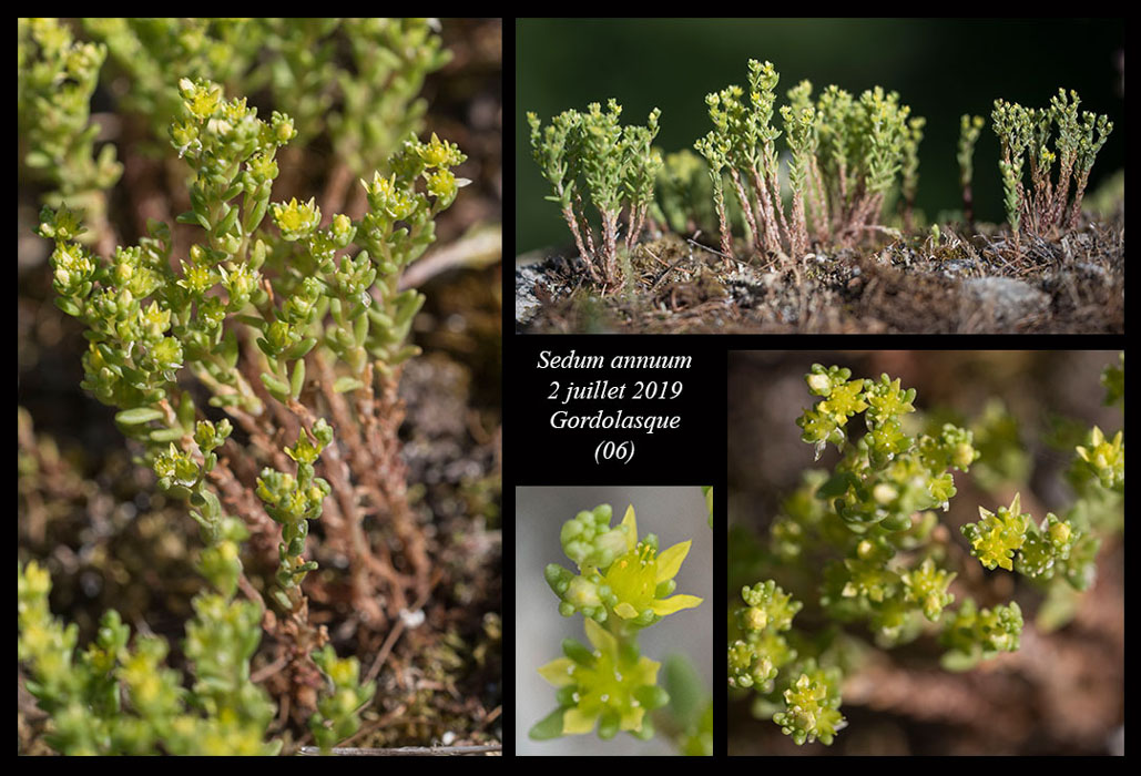 Sedum-annuum4