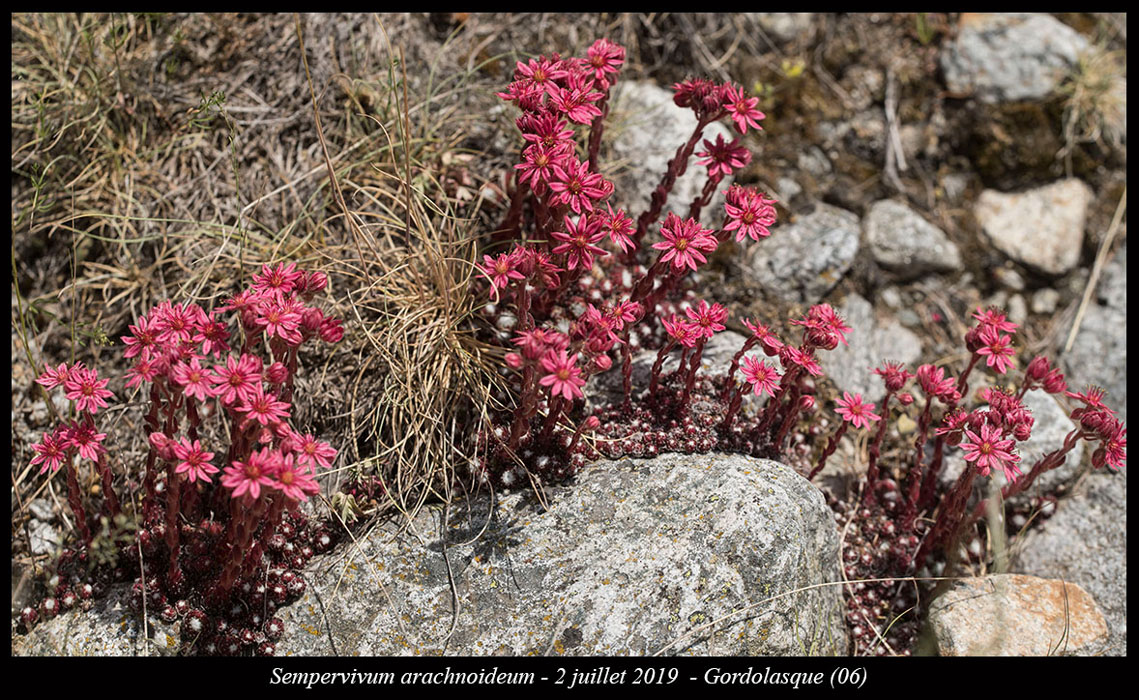 Sempervivum-arachnoideum10