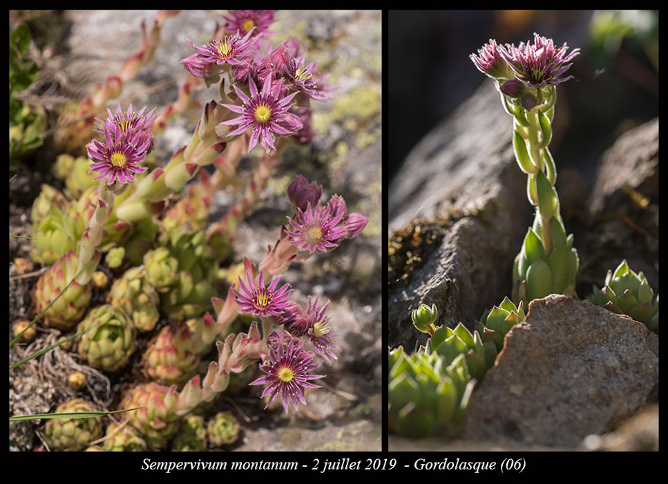 Sempervivum-montanum8