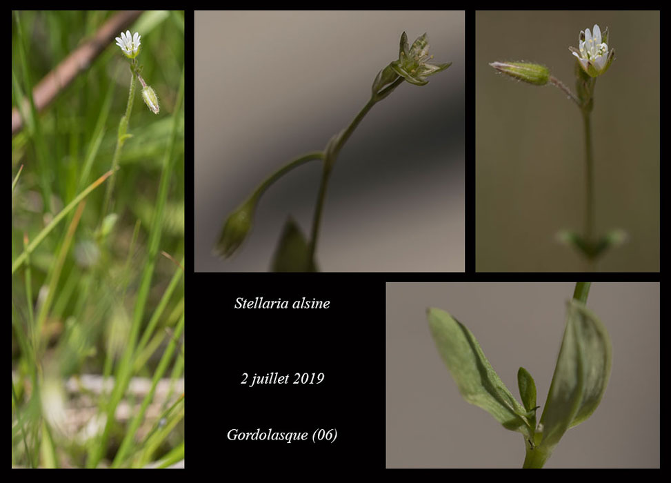 Stellaria-alsine