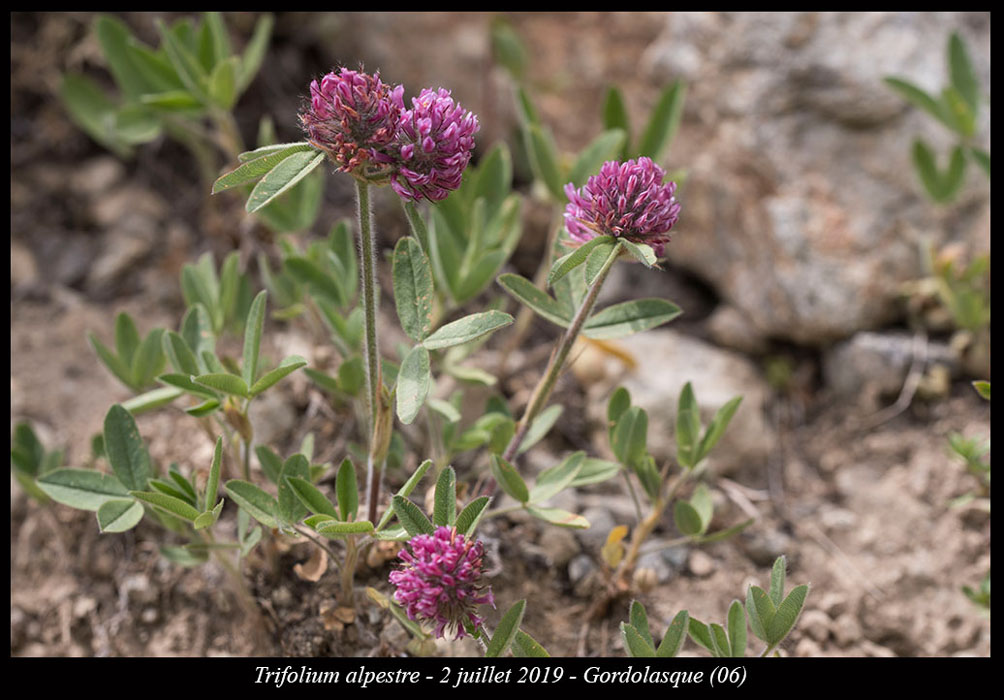 Trifolium-alpestre7