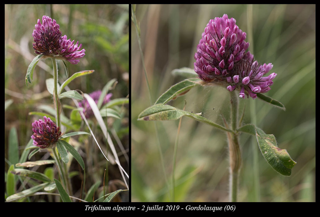 Trifolium-alpestre8