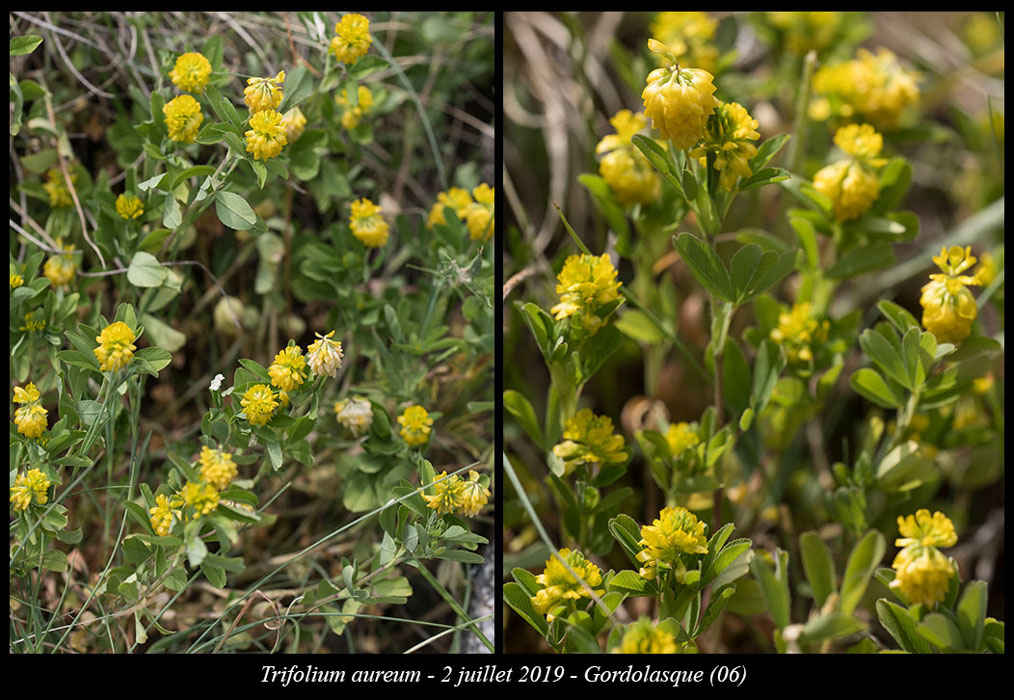 Trifolium-aureum5