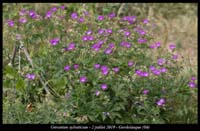 Geranium-sylvaticum8
