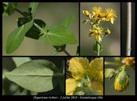 Hypericum-richeri