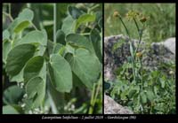 Laserpitium-latifolium2