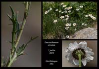 Leucanthemum-atratum