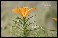 Lilium-bulbiferum6