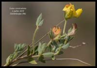 Lotus-corniculatus3