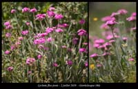 Lychnis-flos-jovis5