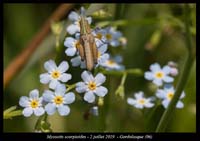 Myosotis-scorpioides4