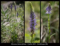 Phyteuma-betonicifolium2