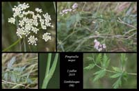 Pimpinella-major3