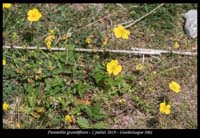 Potentilla-grandiflora2