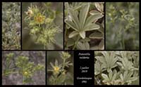 Potentilla-valderia3