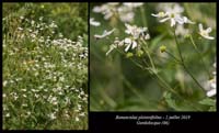 Ranunculus-platanifolius5