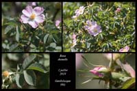 Rosa-dumalis