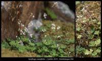 Saxifraga-cuneifolia3