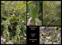 Scrophularia-nodosa2