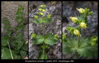 Scrophularia-vernalis
