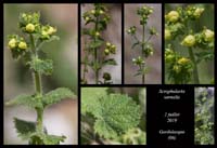Scrophularia-vernalis2