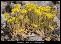 Sedum-acre4