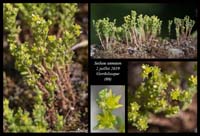 Sedum-annuum4